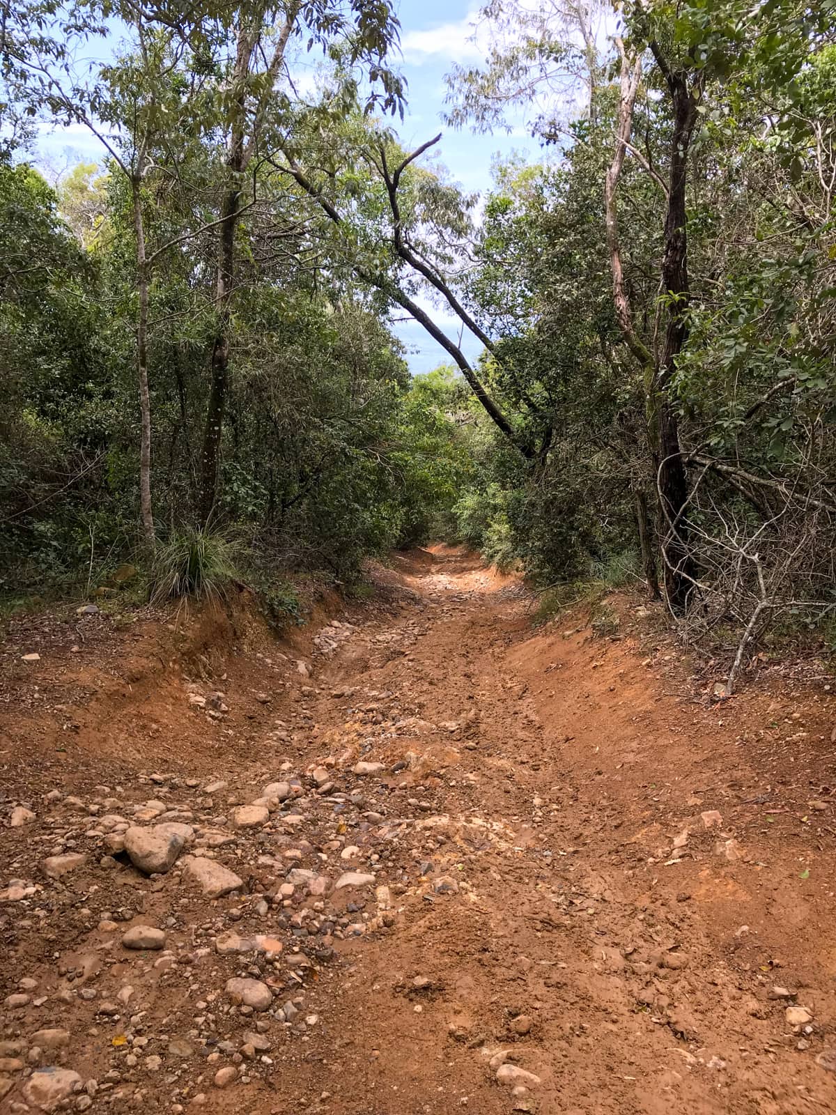 An earth-coloured, deep dirt track leading into the distance. The track has many rocks and is uneven. Bush-like trees line the edges of the track.