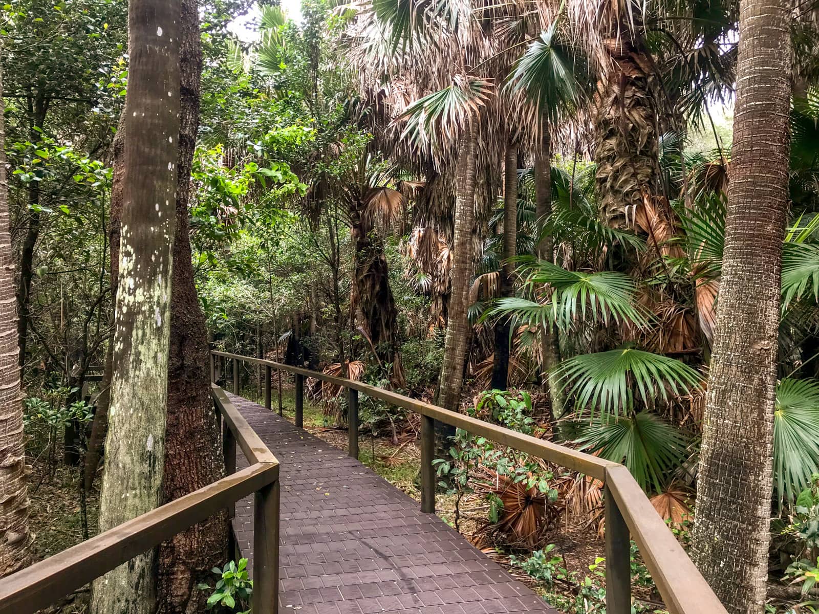 A pathway through a forest area, with wooden railings on either side. The pathway takes a slight bend to the left at an angle.