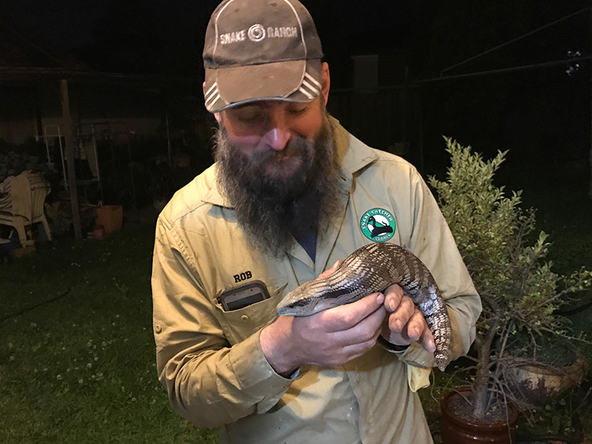 Rob, snake catcher, with a blue-tongue lizard