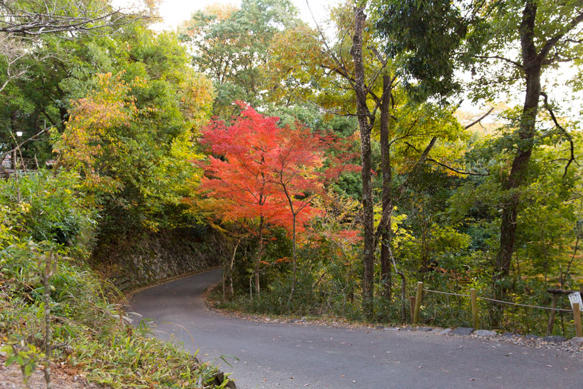 The road on the way down from the castle