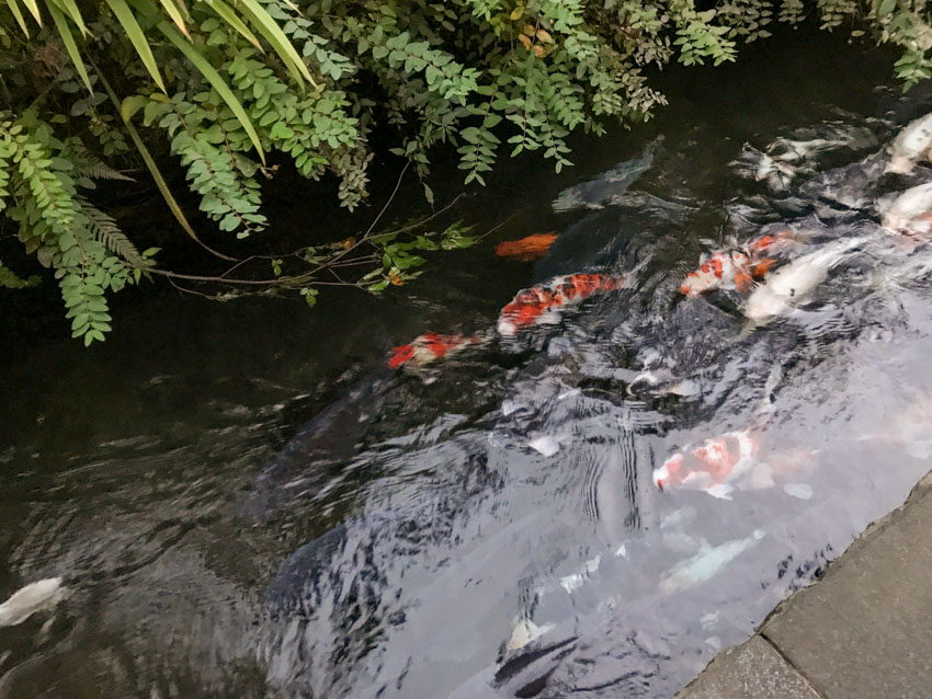 Koi fish in the waterways behind the houses