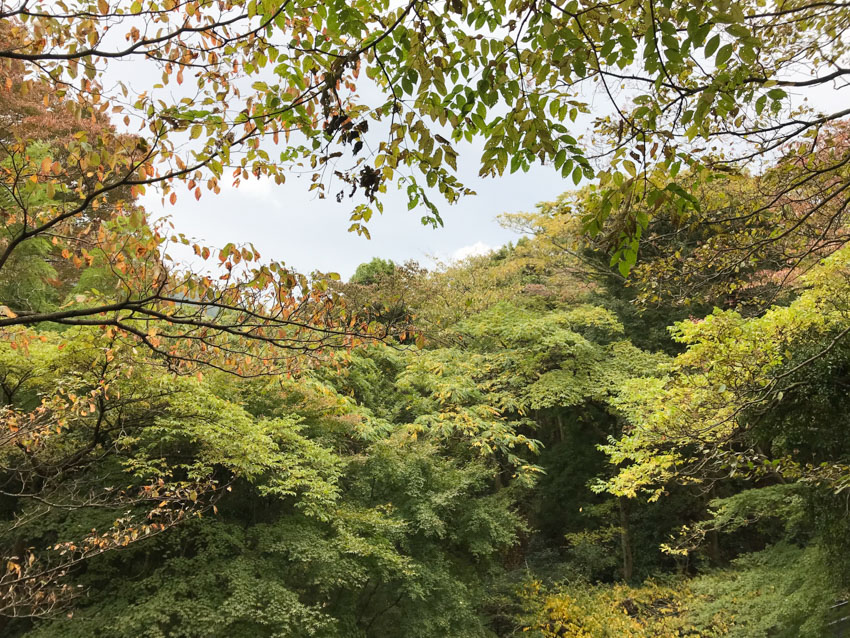 Some very green-looking trees