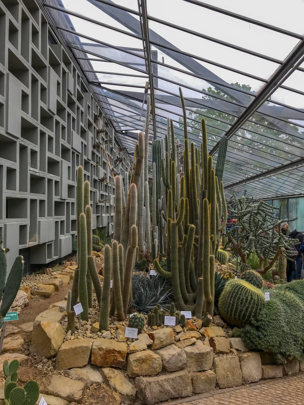 A series of very tall traditional cacti inside a greenhouse. They are planted amongst yellow-coloured rocks with other succulents near them