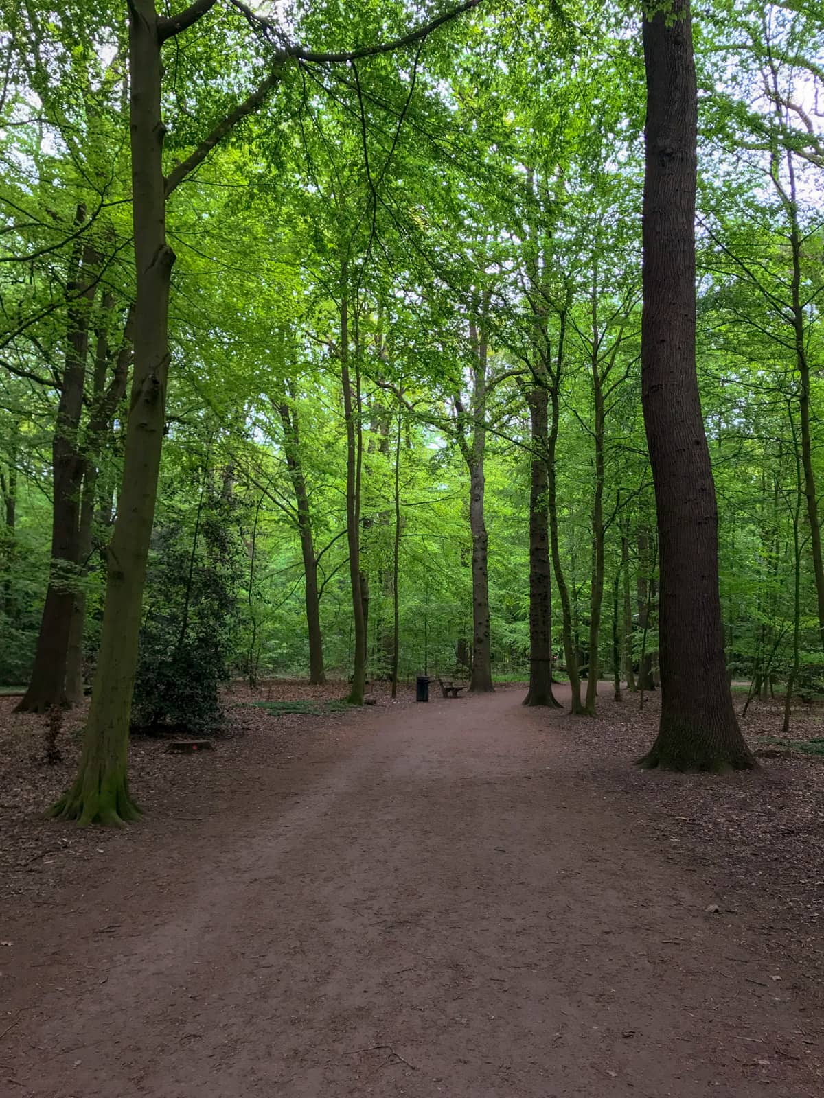 A forest-like area, with tall trees defining the landscape. There is a dirt path providing a walkway through the trees.