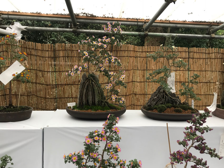 Large, aged bonsai, roots visible and some blooming flowers