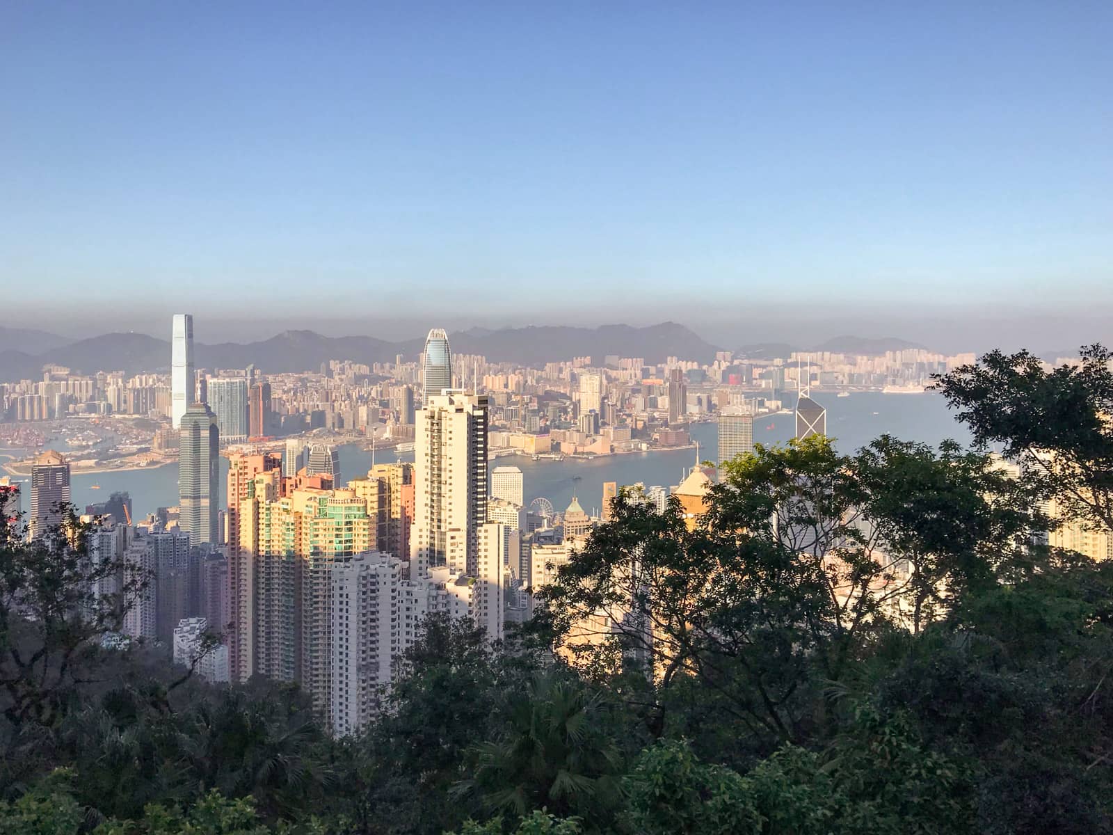 A view of the city of Hong Kong from a high vantage point, with some shadowed trees in the lower foreground.