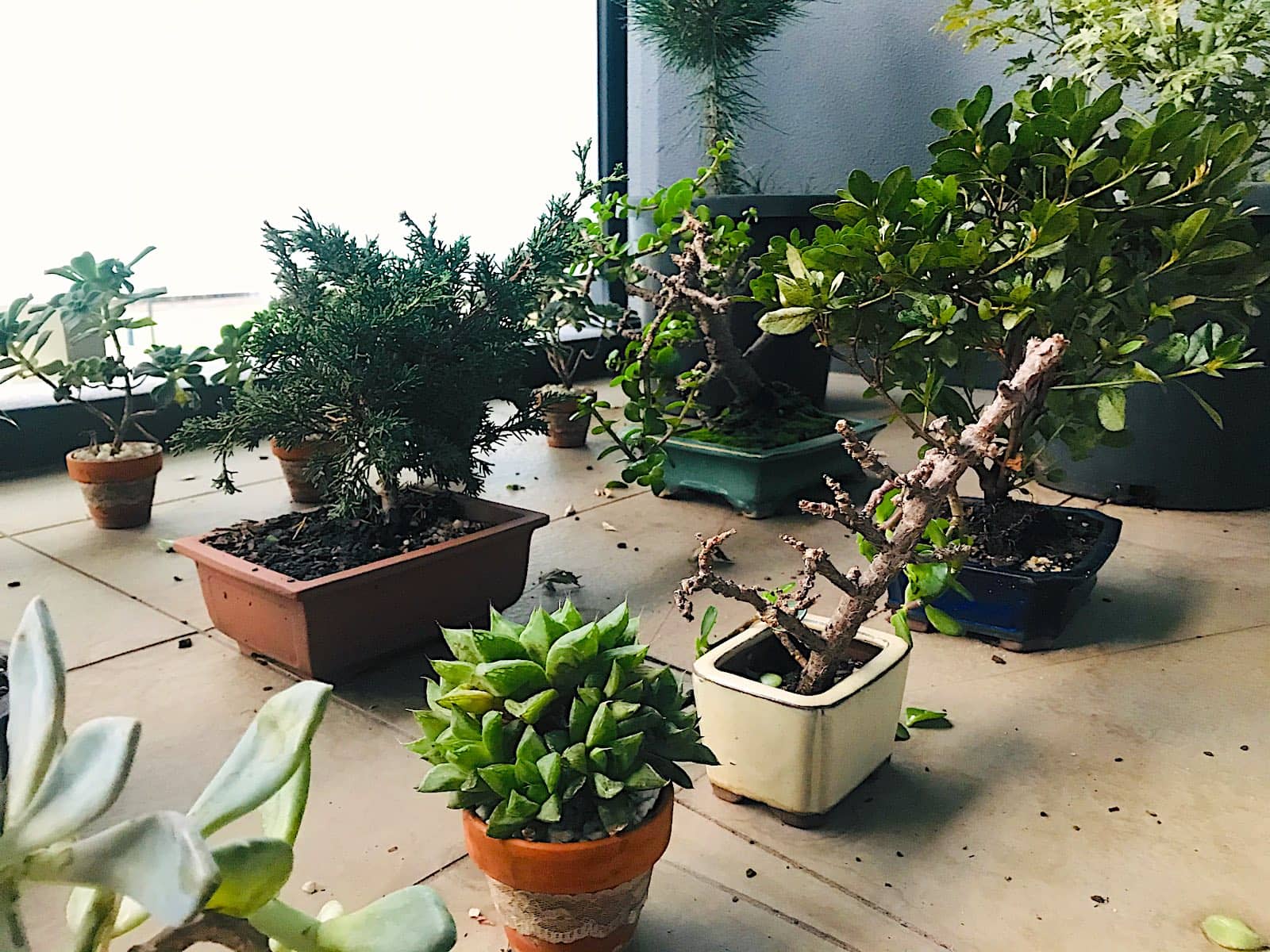 A number of potted plants close together, mostly succulents and bonsai