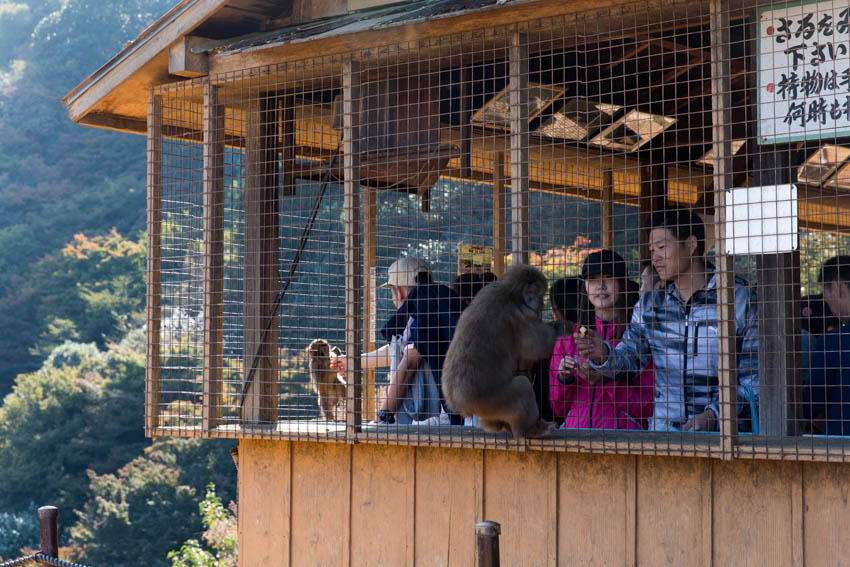 The feeding cage for the monkeys with some people inside