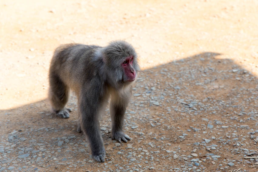 A monkey walking on all fours