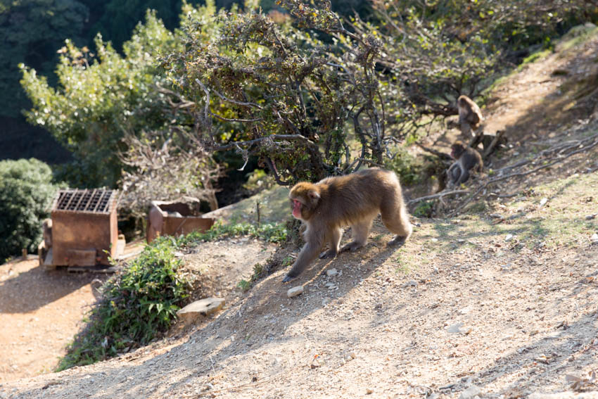 A monkey crawling on the terrain