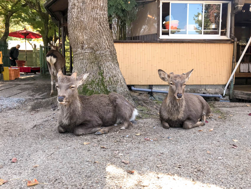 Some deer just chilling out, sitting on the gravel