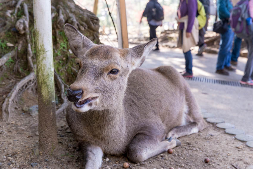 A deer sitting down with its mouth slightly open