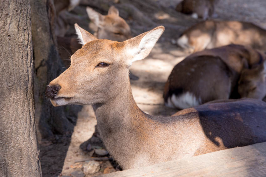 Close up of a deer sitting down on the ground and peering into the distance