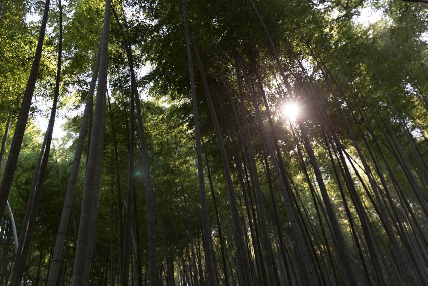 A low angle view of the bamboo trees