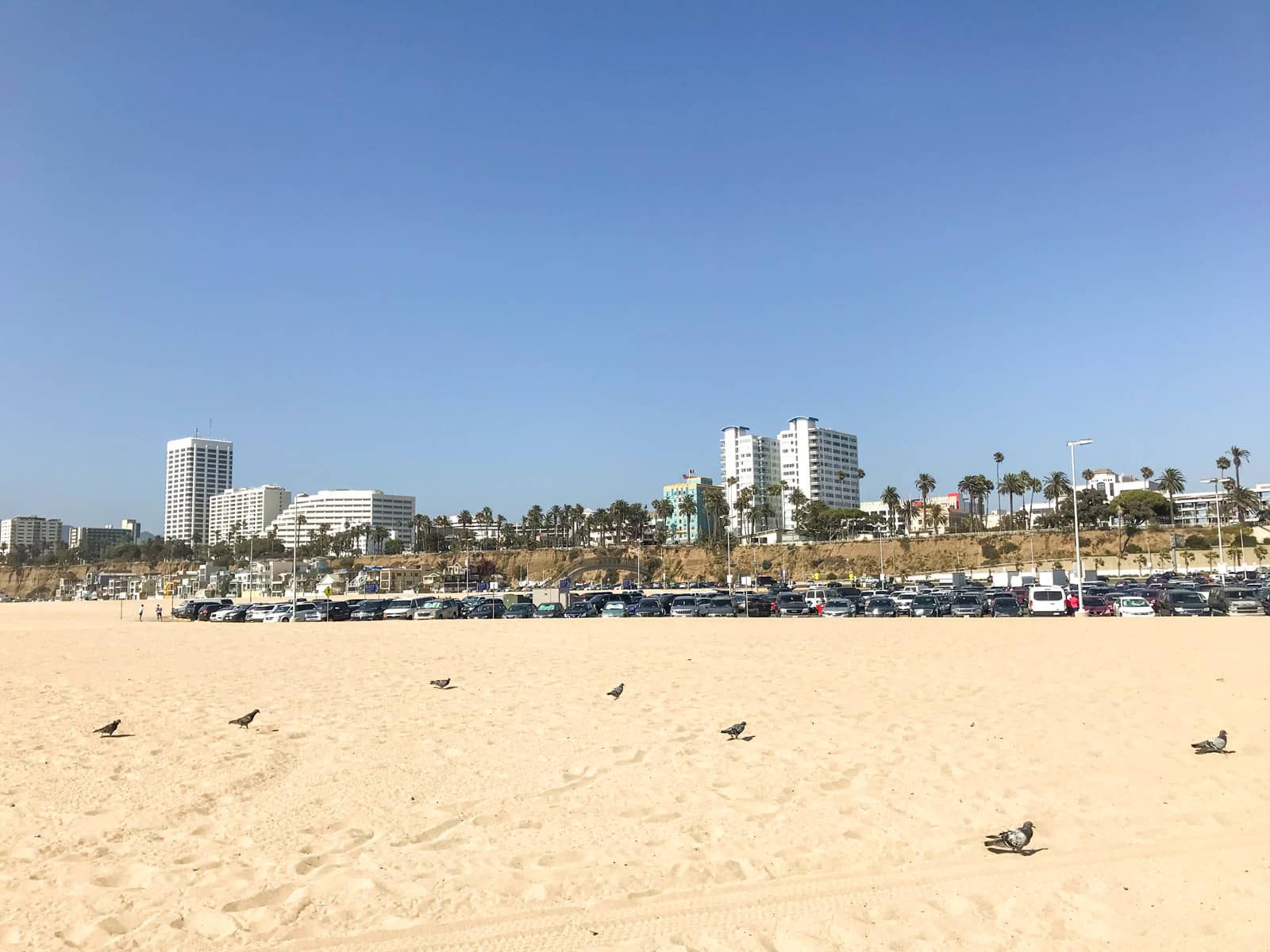 A yellow-sand beach with small pigeons standing on the sand, all spread out. In the distance is the city of Los Angeles, with a parking lot for the beach closer to the foreground. It is a sunny day with clear blue skies