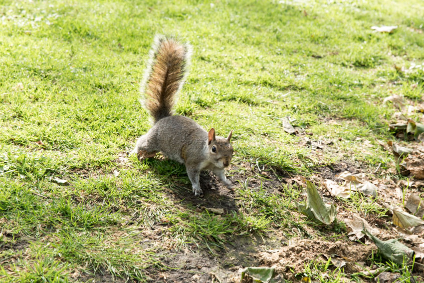 Close up of a squirrel in the park