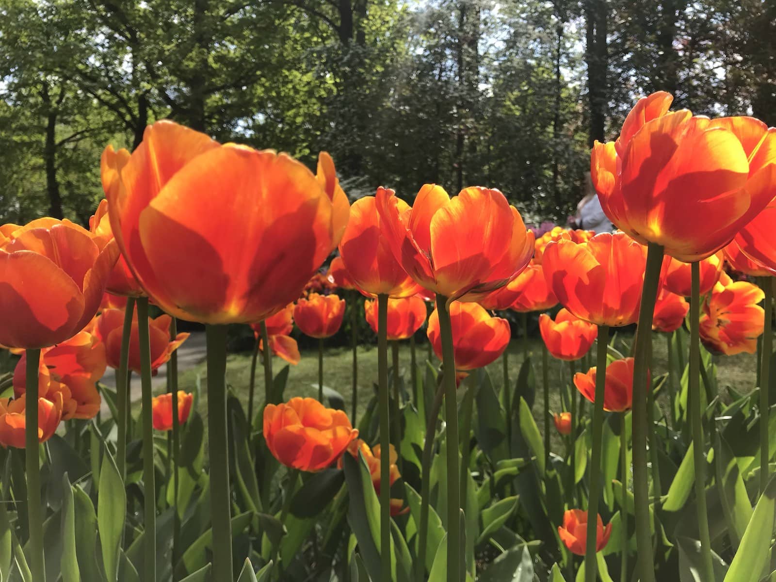 A close-up of some bright red tulips with yellow detail, all planted neatly in a garden