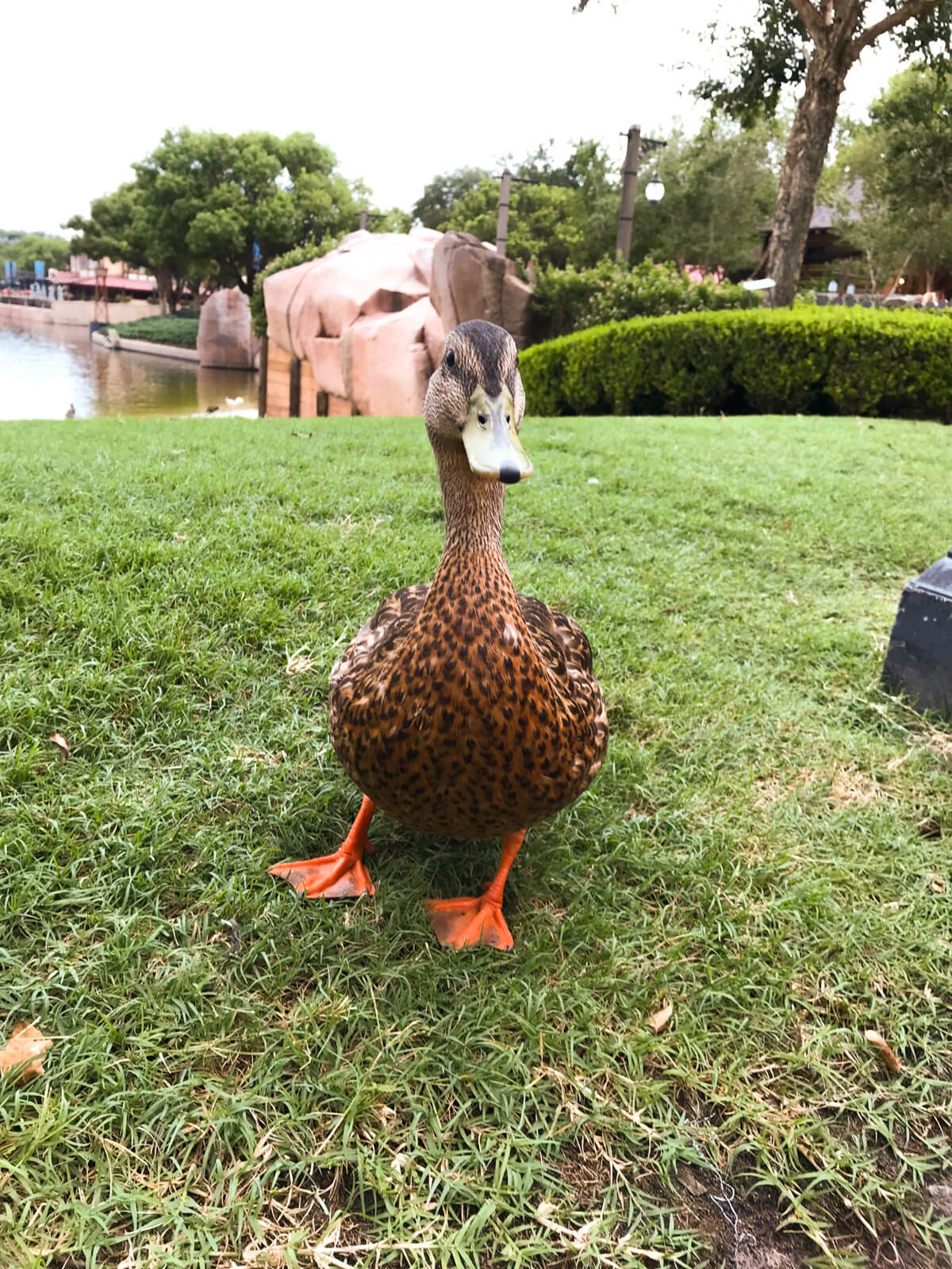 A close shot of a brown duck standing on green grass. It’s looking straight at the camera