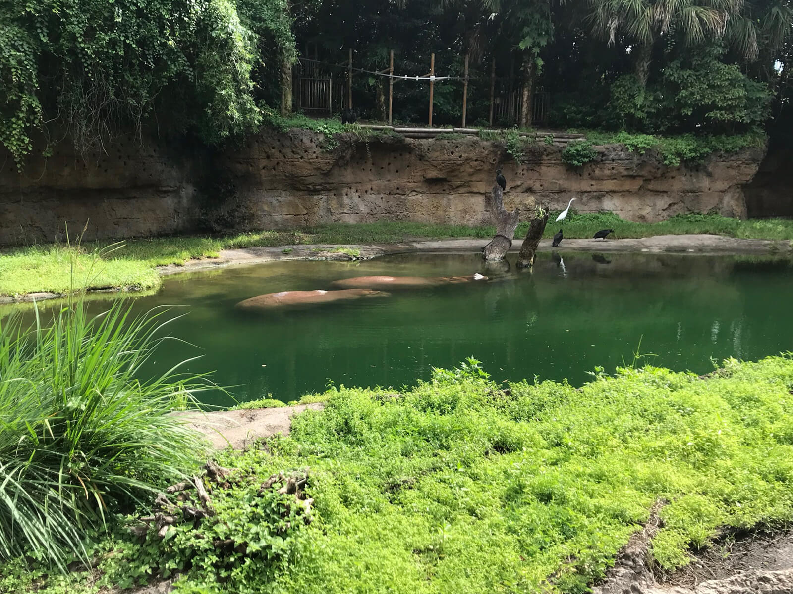 A small green swamp with green grass in the foreground. The tops of two hippos can be seen