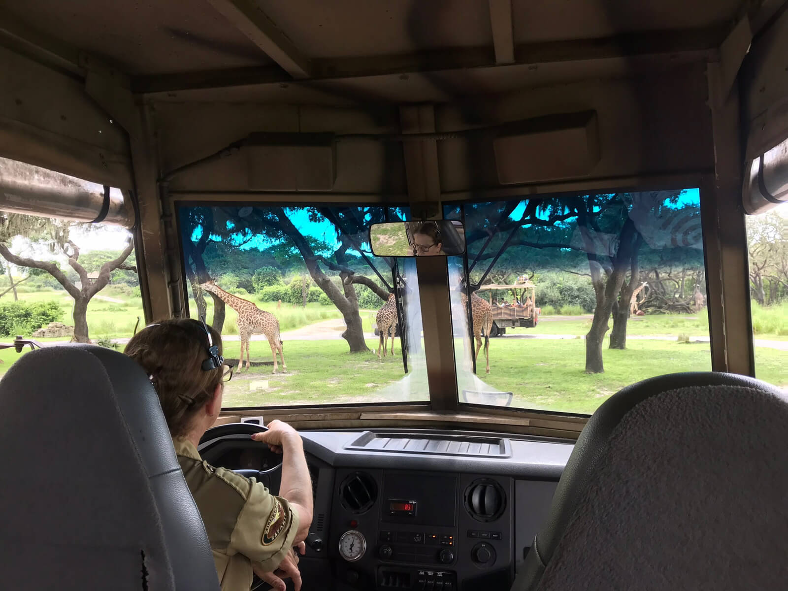 The inside of a vehicle looking out the front window. There is a woman in the driver’s seat on the left. Giraffes can be seen through the window