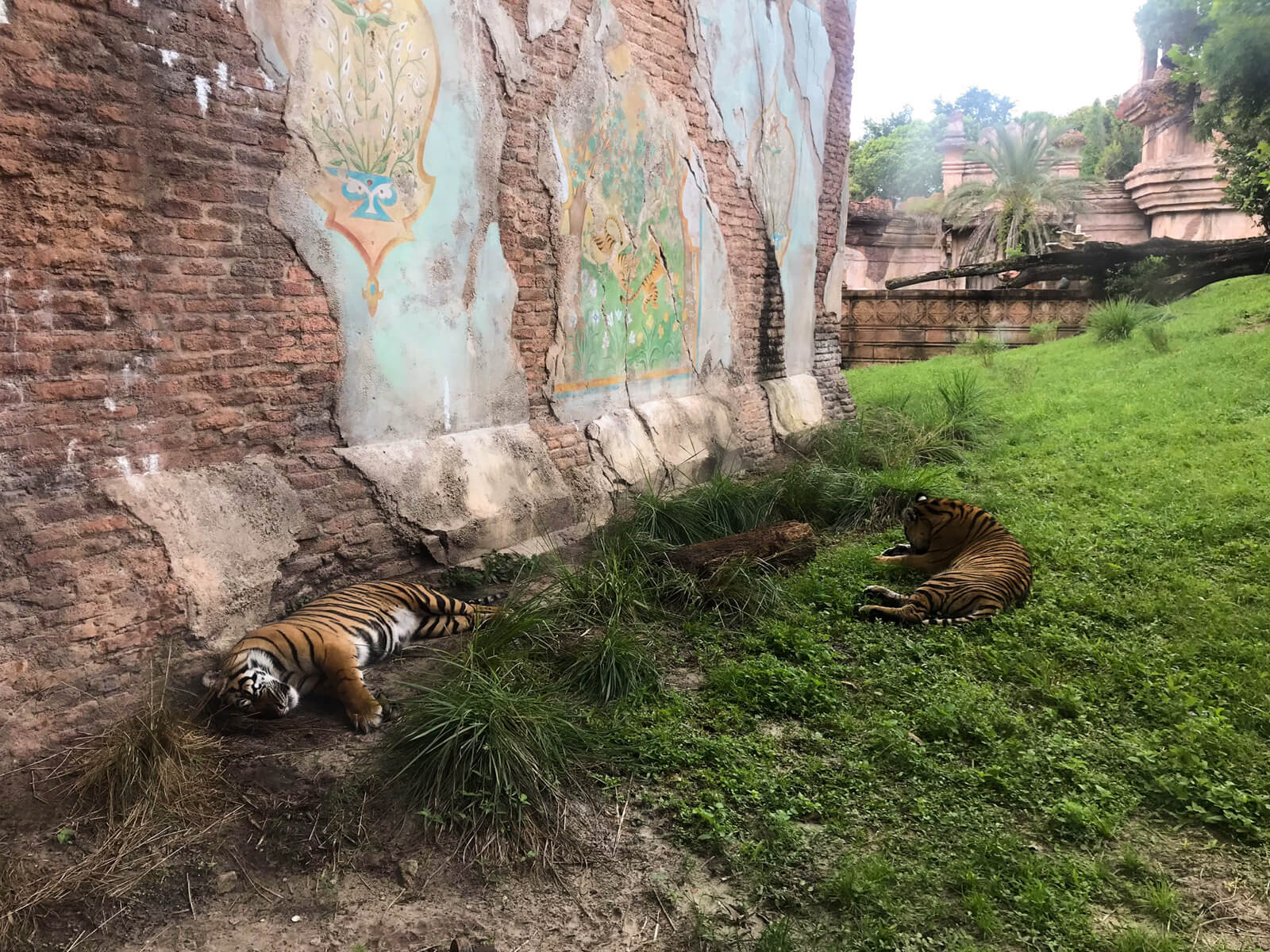 Two orange and black tigers lying lazily in some grass by a large brick wall