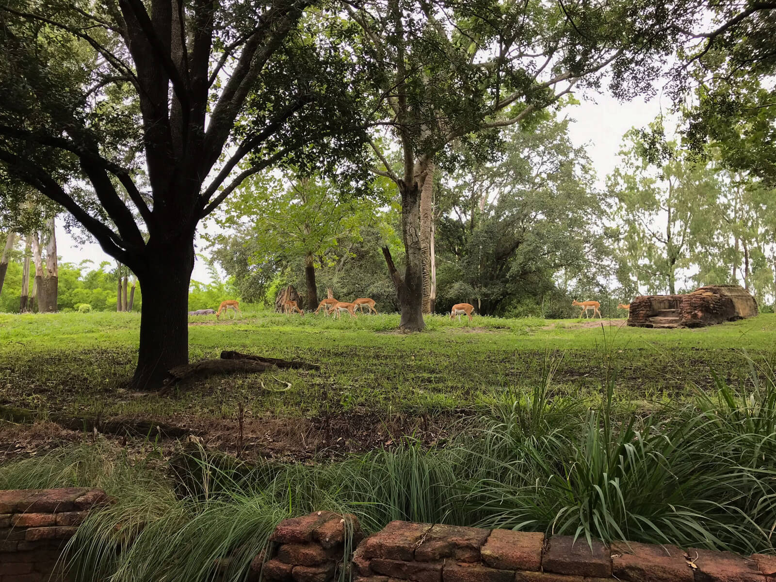 A grassy area with several trees and some antelope in the distance