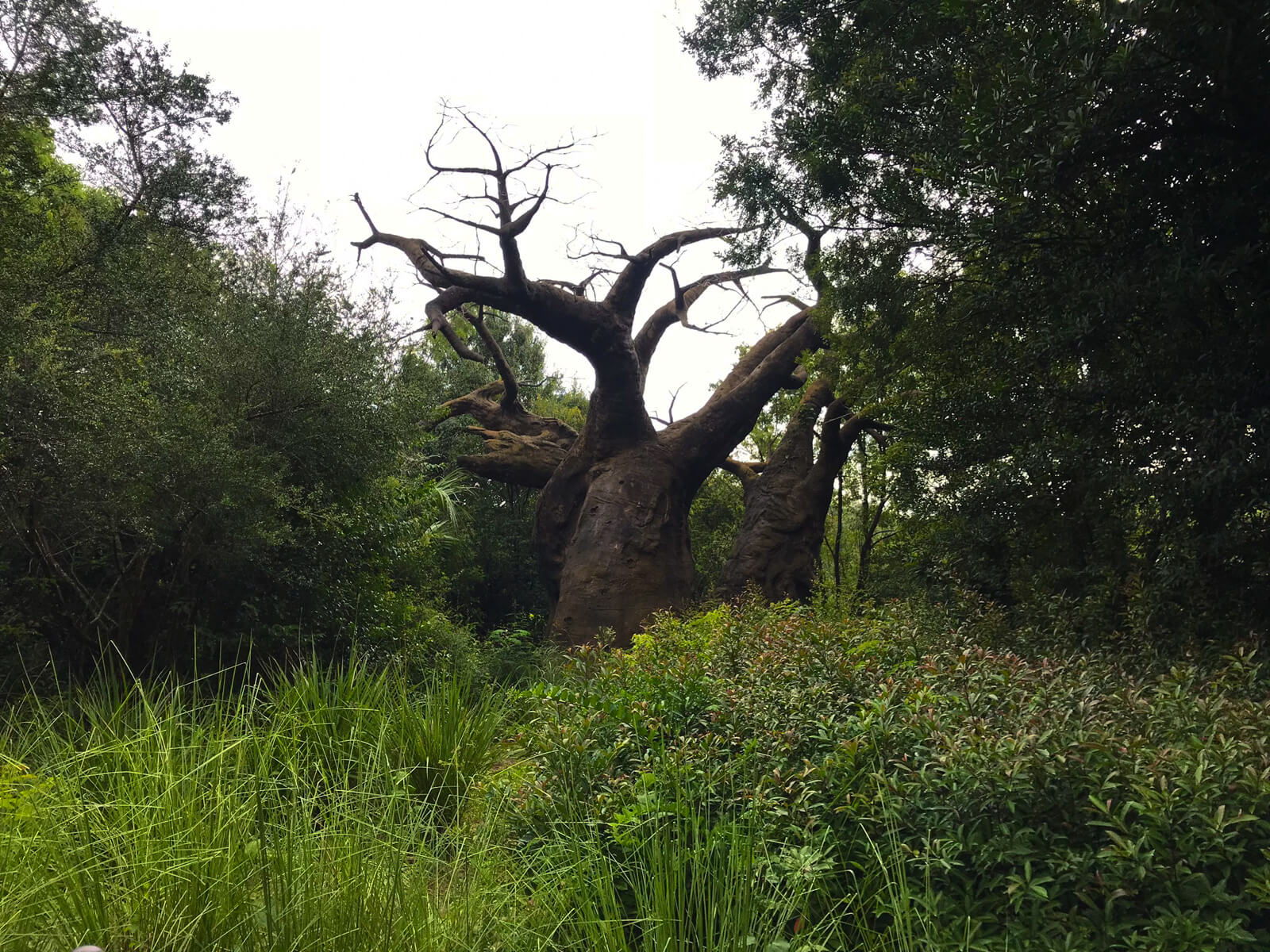 A large tree looking like an upside-down tree with its roots in the air. It is surrounded by tall grass