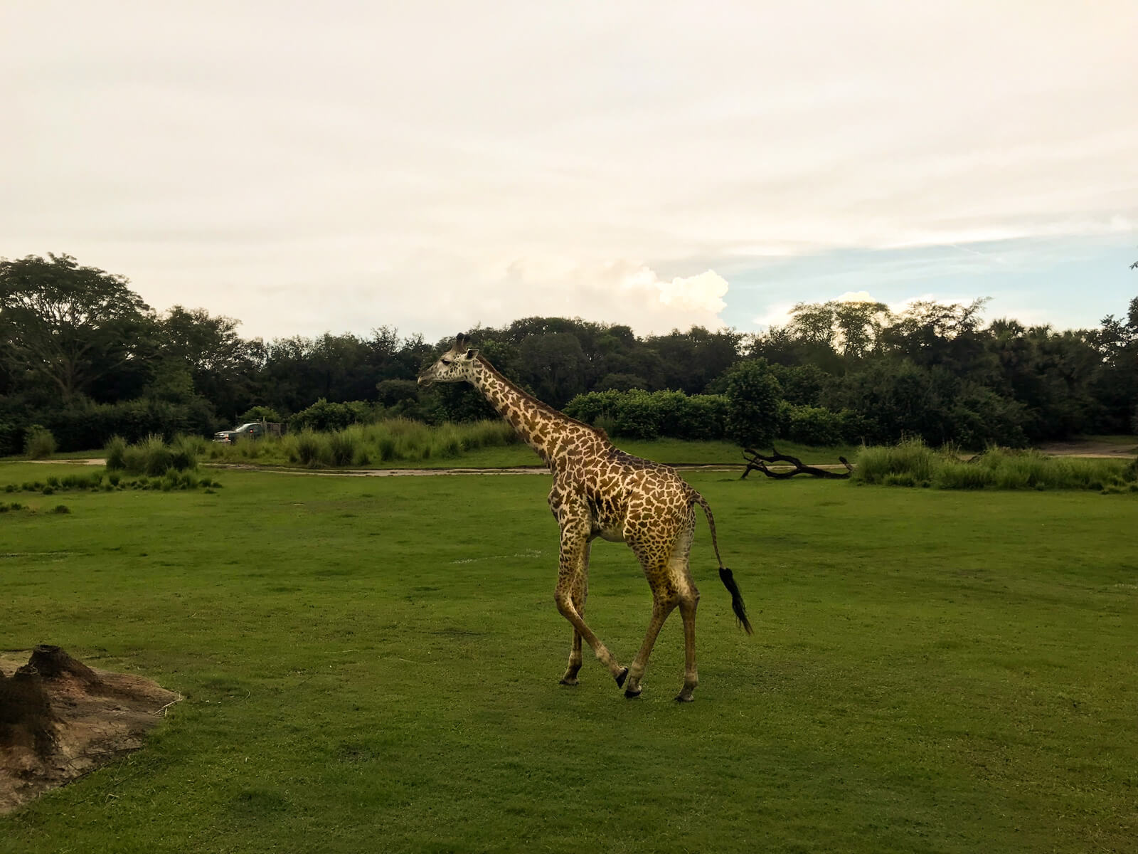 A giraffe walking across mowed green grass