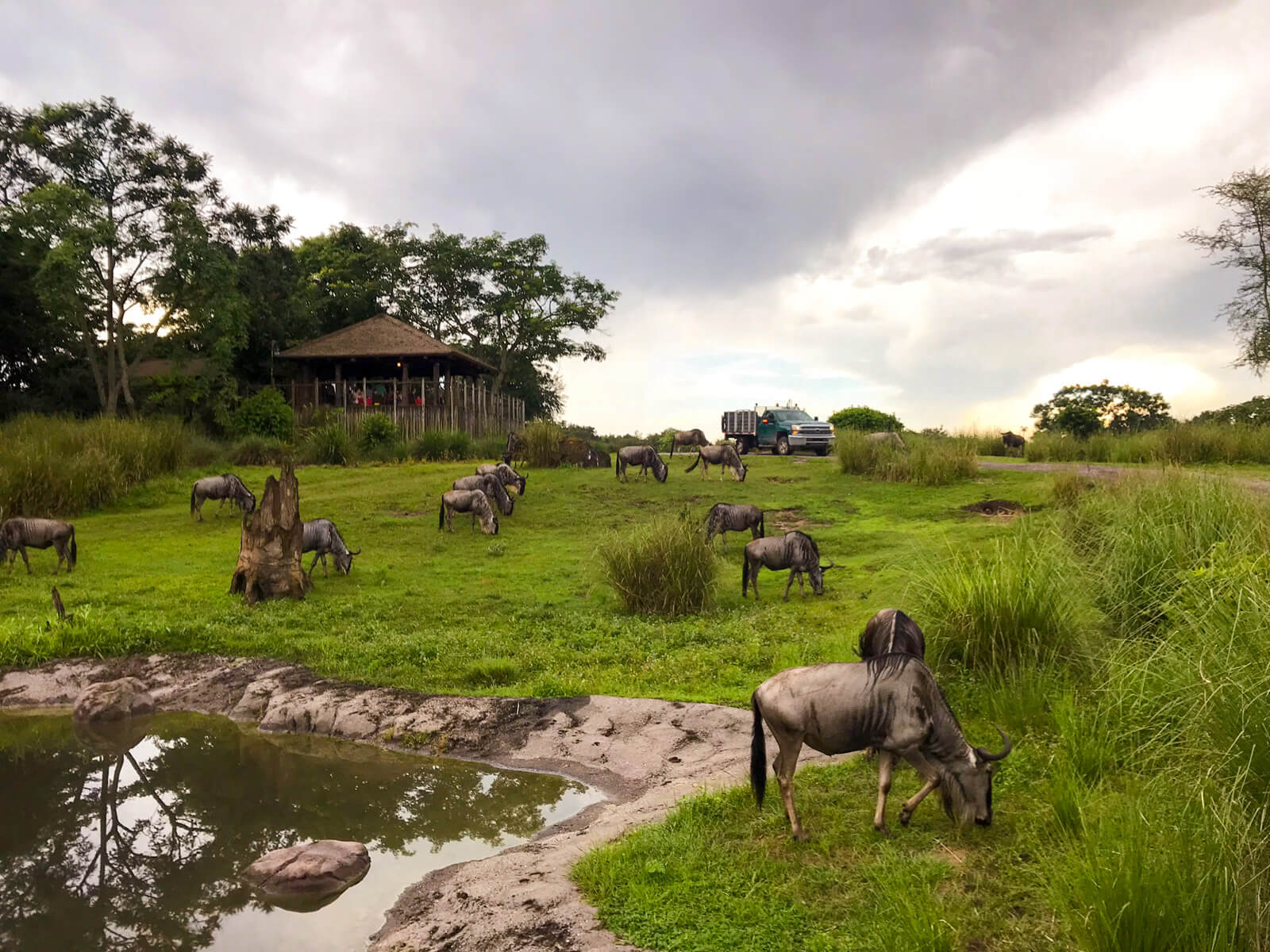 Grey horned creatures grazing in green grass on a cloudy day. In the foreground is a pond filled with dark green water.