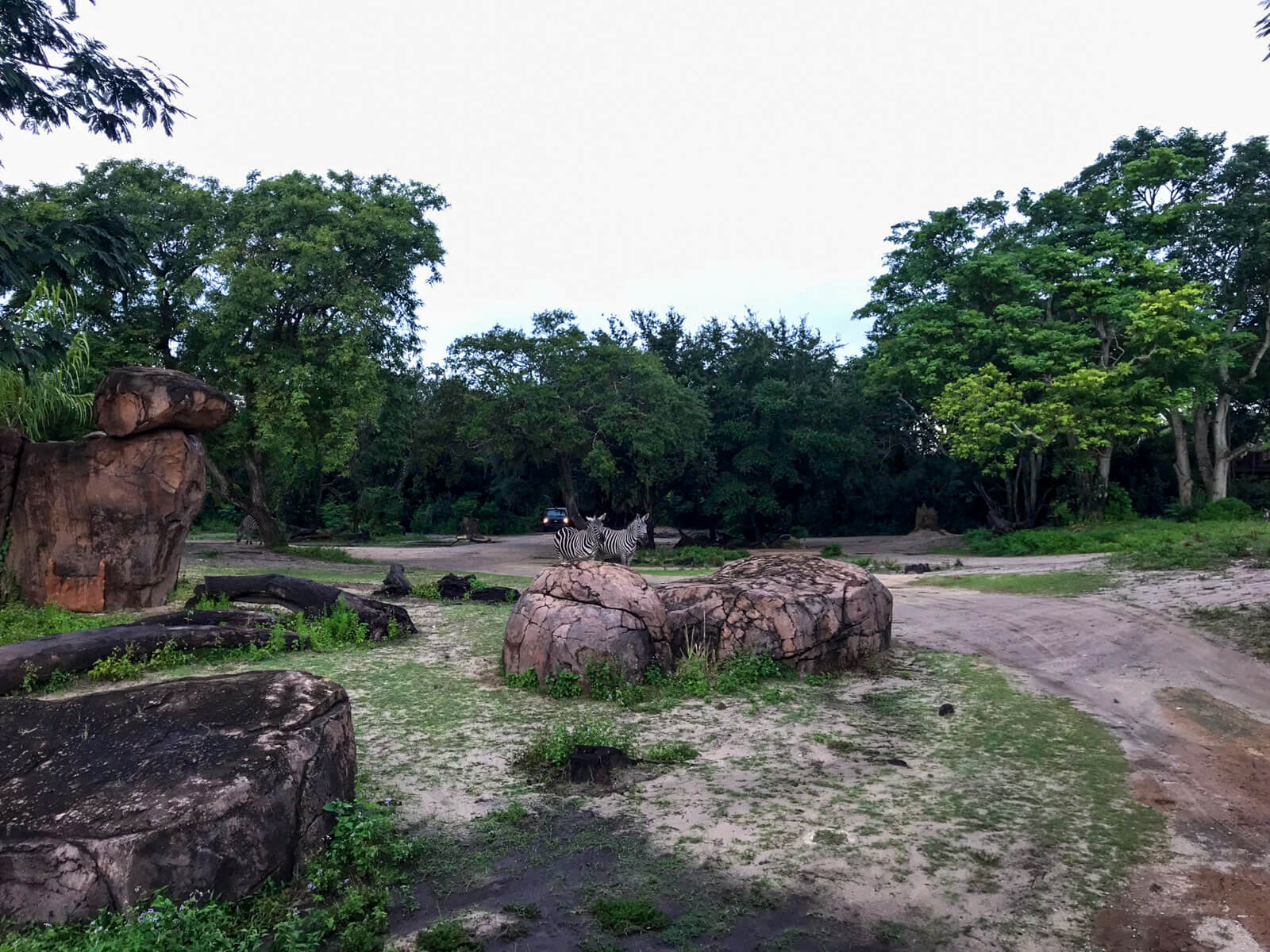 Barren terrain with some large rocks, trees in the background, and some zebras centre of frame but in the distance