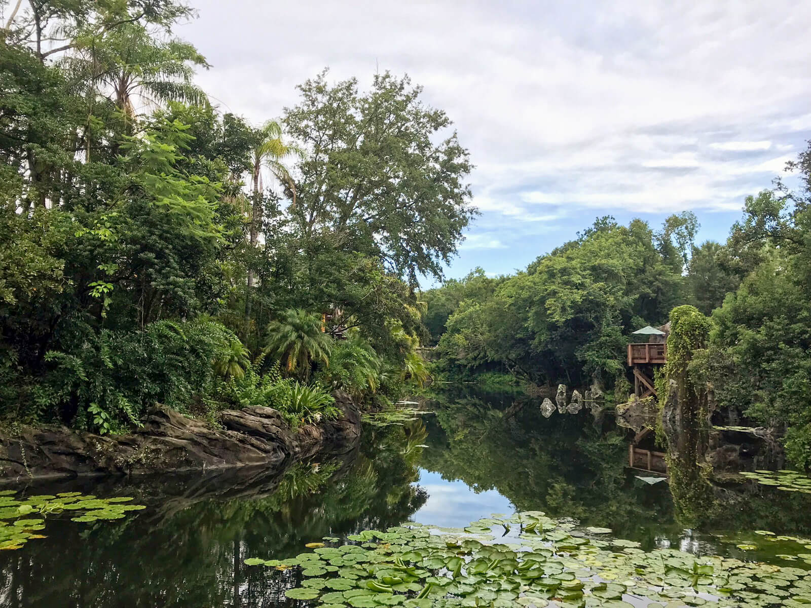 A large pond with lily pads on the surface and a lot of trees on the banks