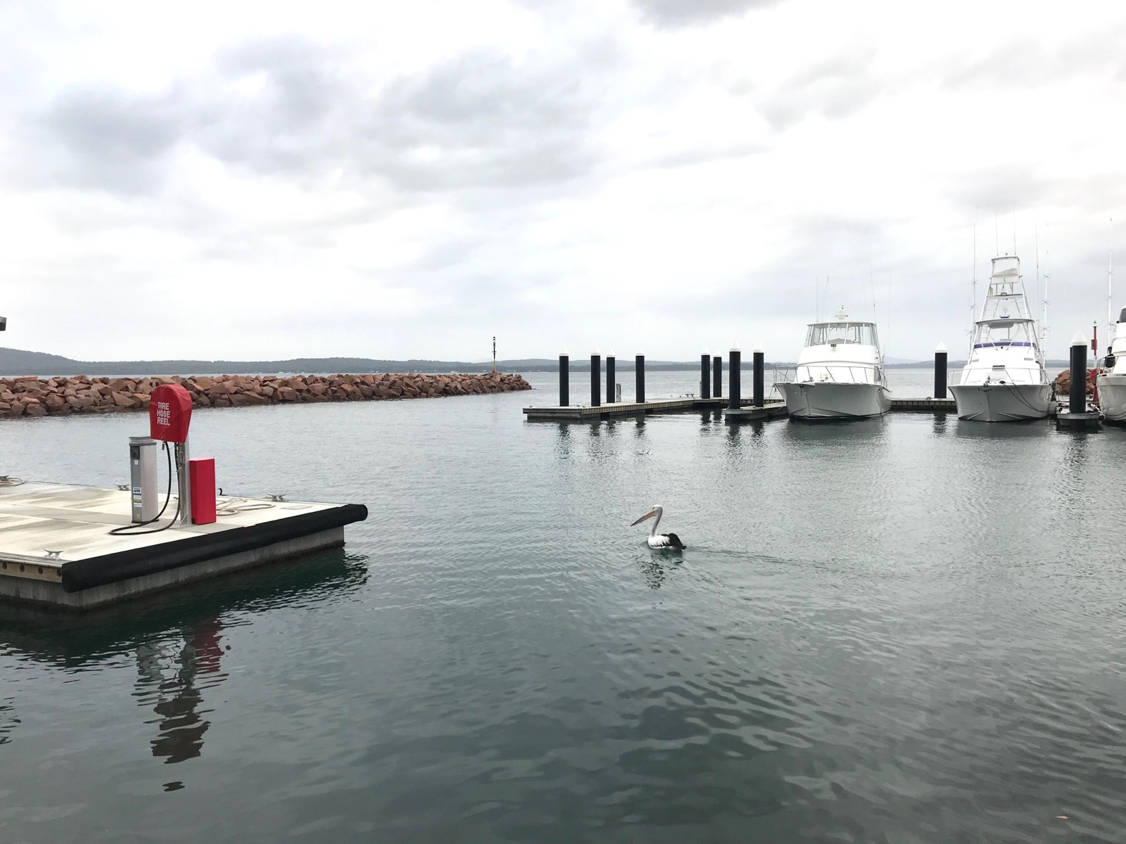 A view of a marina on a cloudy day. A pelican can be seen in the water, and boats are docked in the background