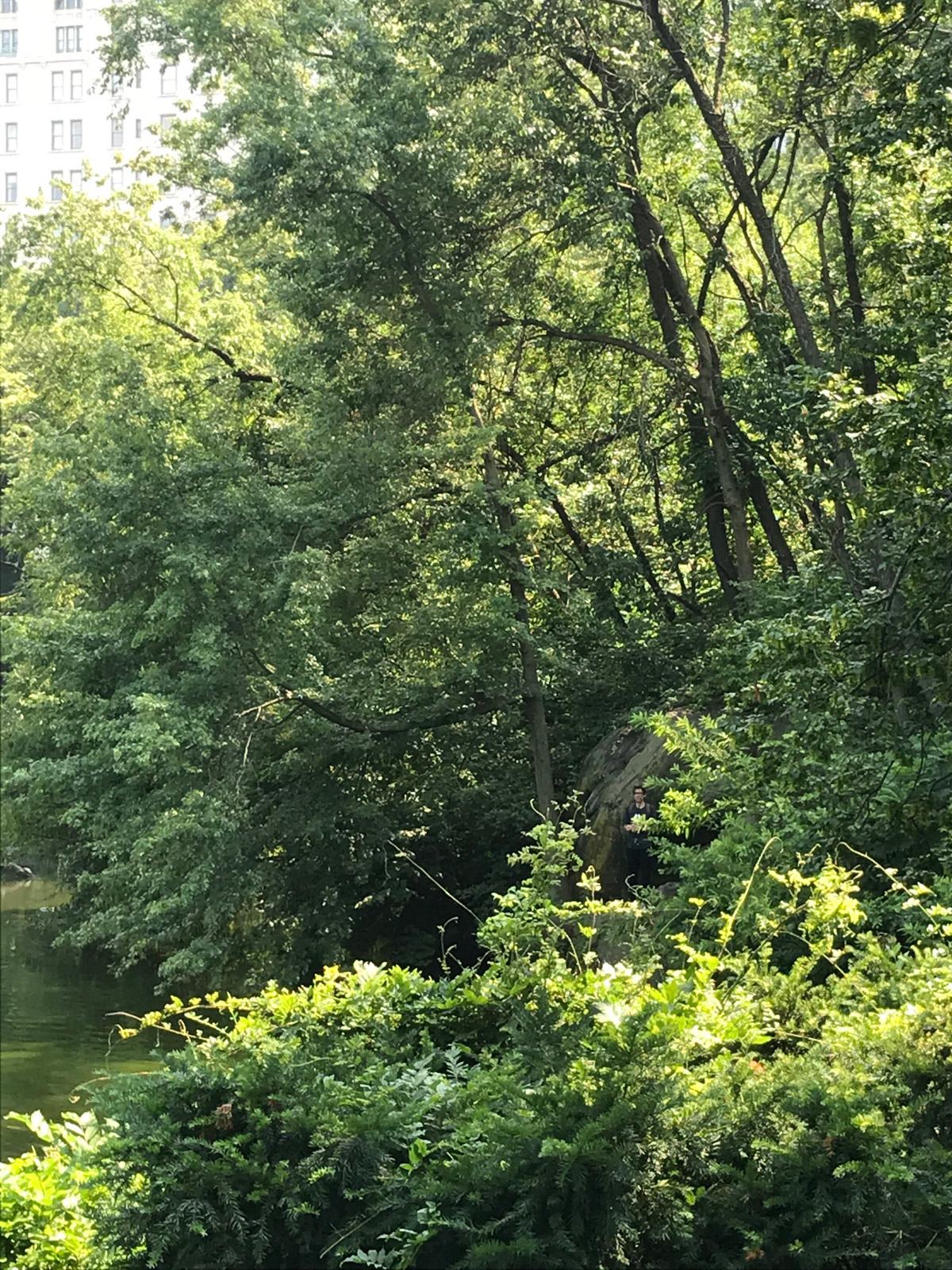 Green trees surrounding a pond