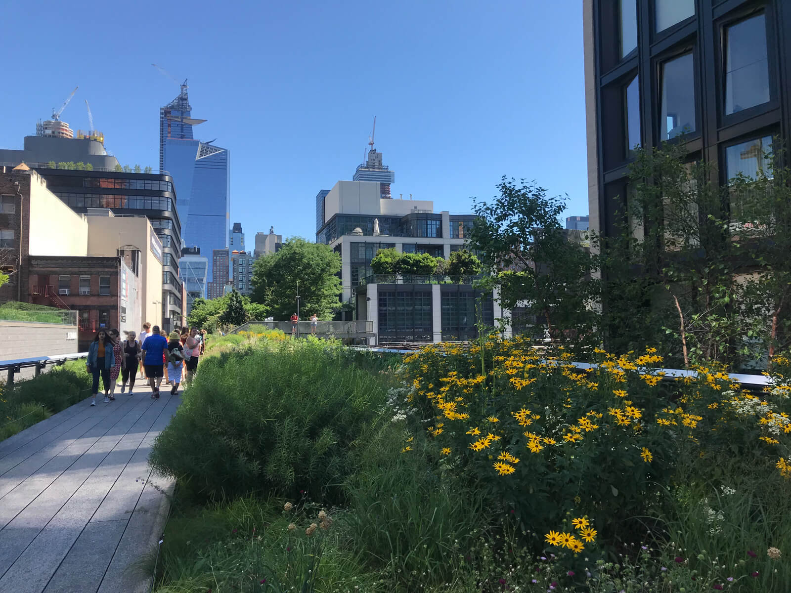 Another angle of the elevated path, at the same location as the previous photo, with small yellow flowers growing in the foreground