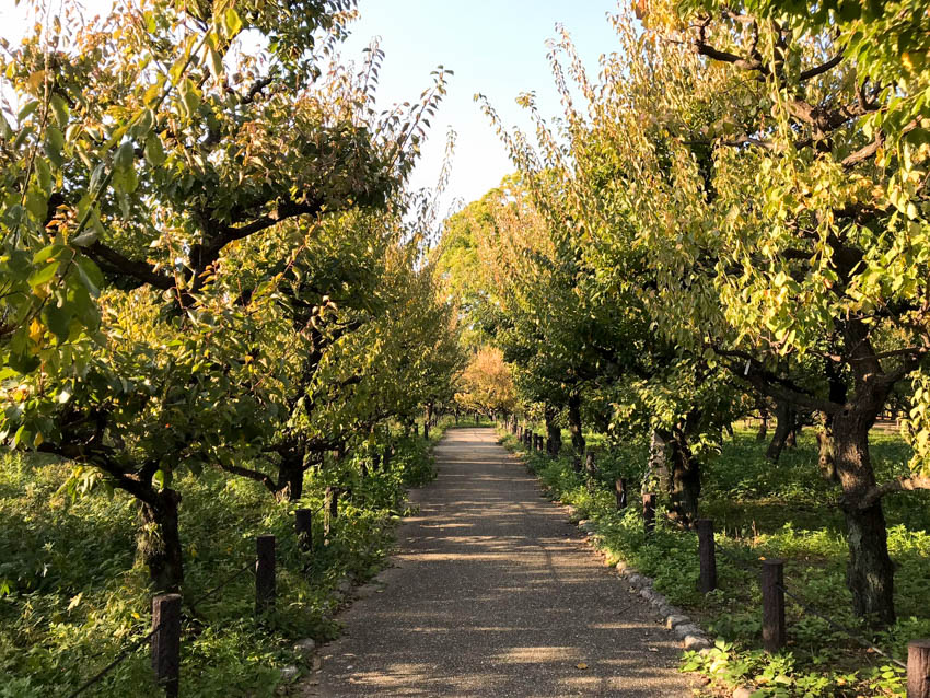 A view down a path in the plum tree grove on the grounds of Osaka Castle