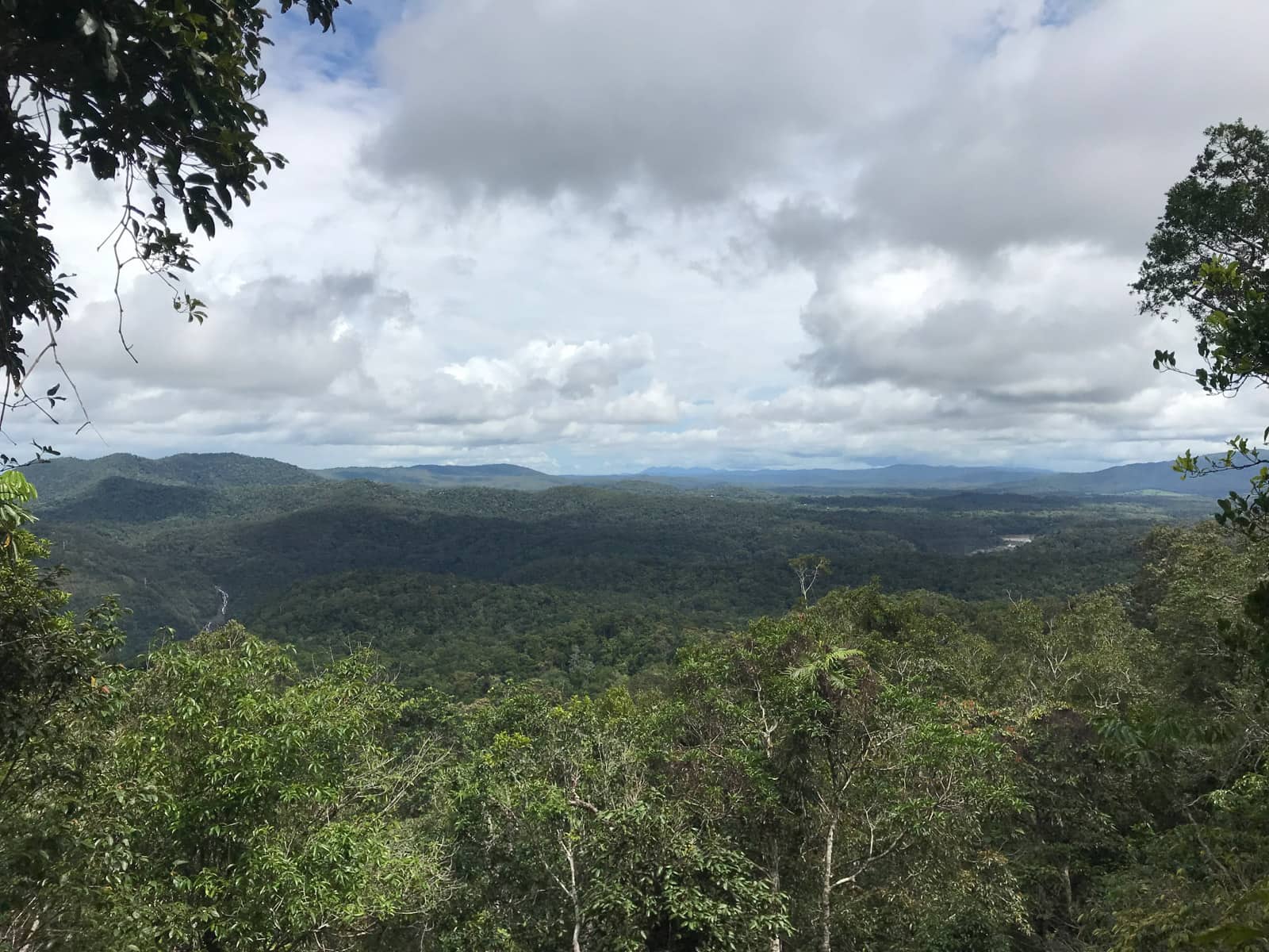 A forest-like view of trees from a high vantage point. The sky can be seen and it is very cloudy and almost dusty.