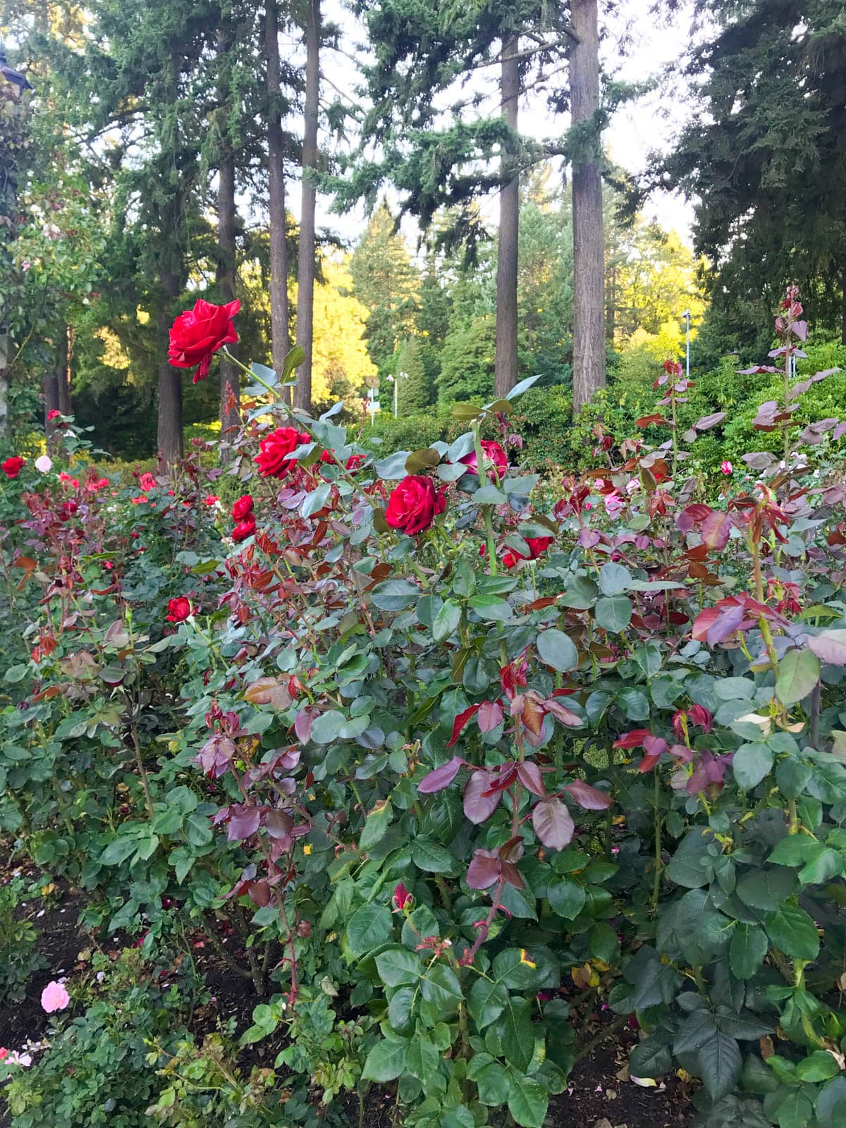 A bush with some dark red but mostly green leaves, and a few bright red roses growing.