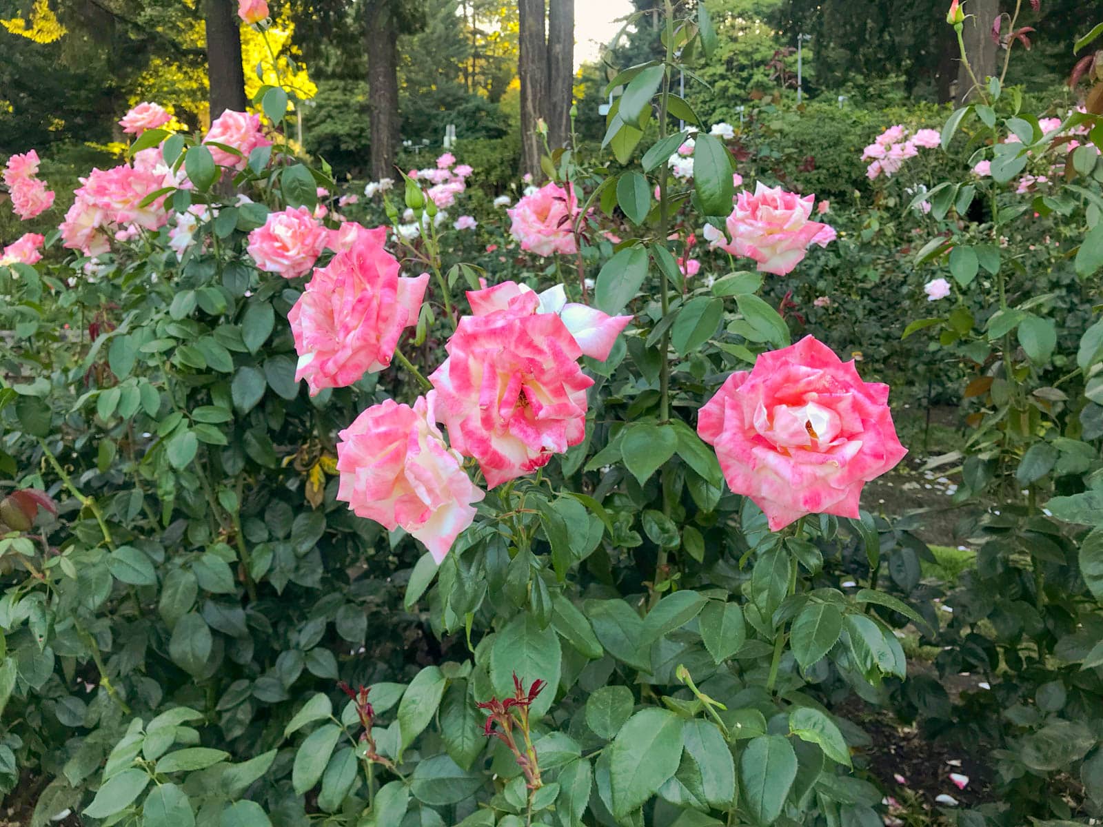 A rose bush with many bright pink roses growing, some with flecks of white.