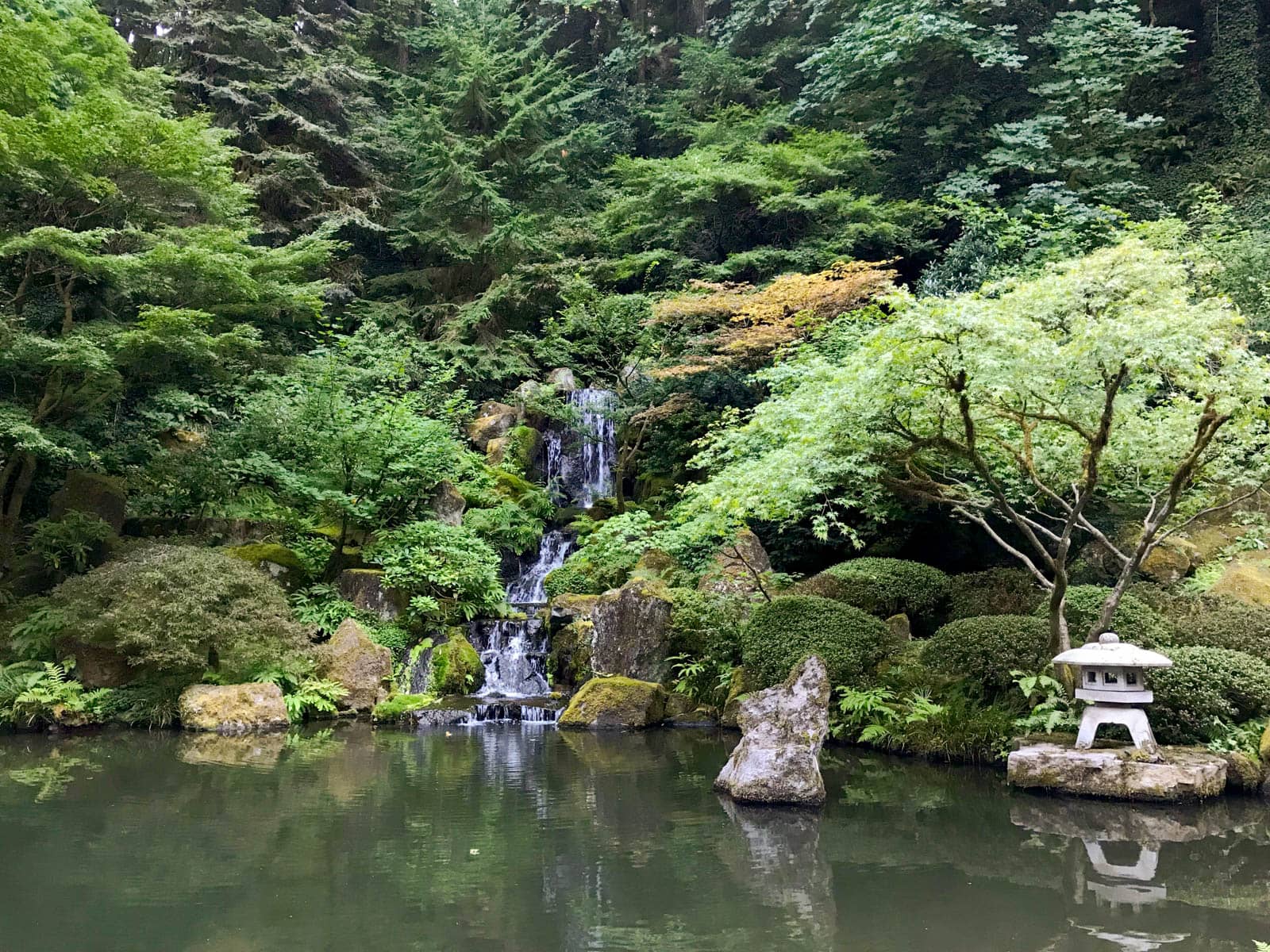 A murky looking pond with many beautiful, well-taken-care-of Japanese trees and bushes in the background.