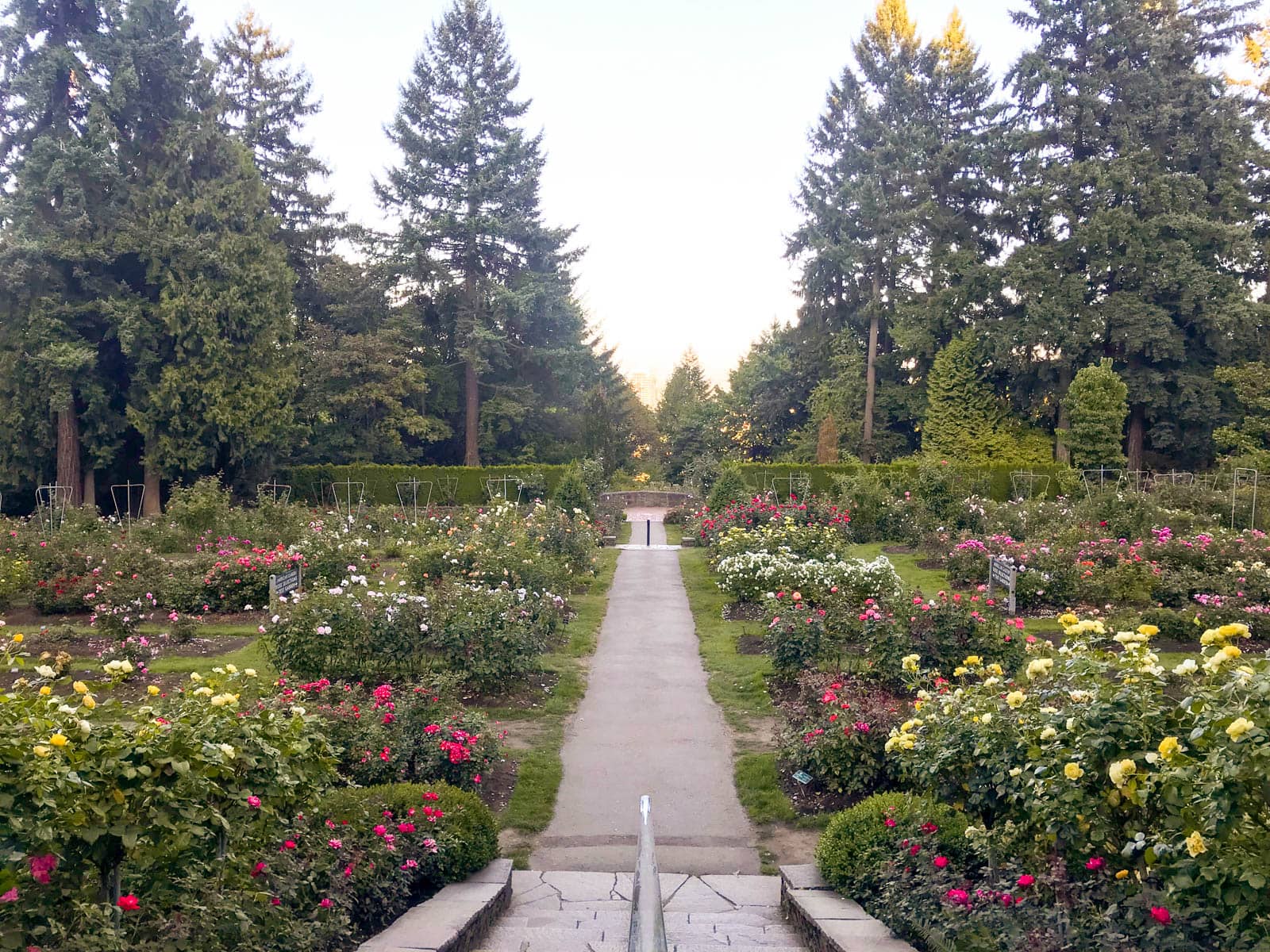 A concrete path going through arrangements of shrubs of roses.