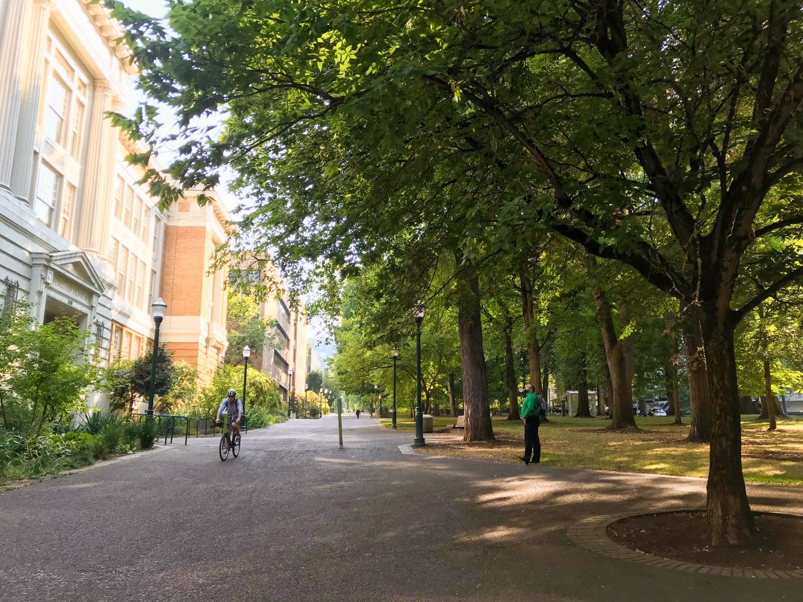 An open, wide gravel path at the side of a park area where tall trees are planted