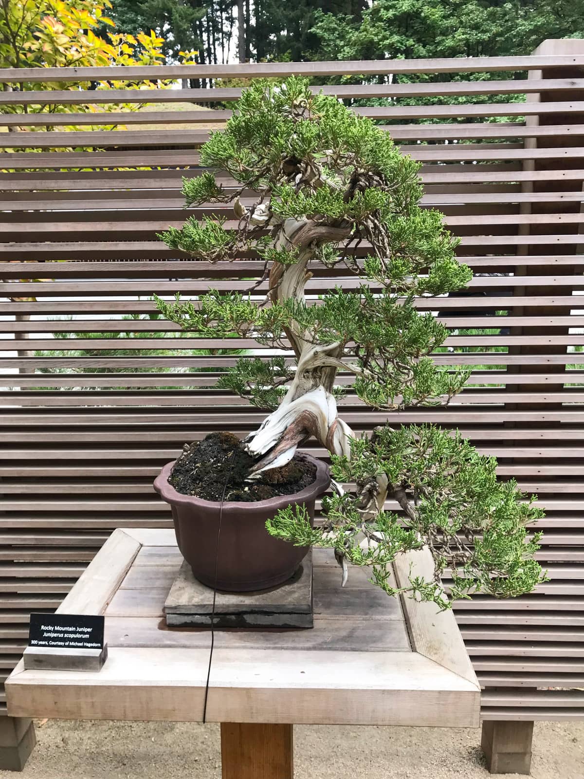 An intricate junipter bonsai, on display in a brown pot. A small plaque next to it reads “Rocky Mountain Juniper” and indicates that it is 100 years old