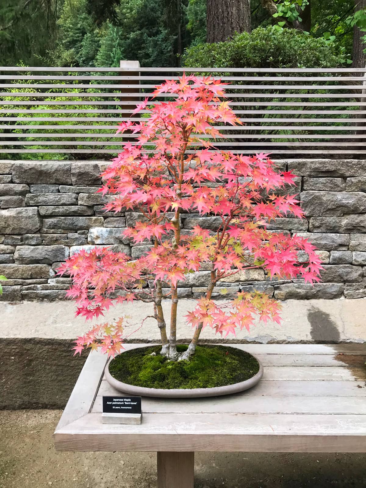 A Japanese maple, with coral red leaves, presented in a shallow plate with green moss. A small plaque next to it indicates that it is 15 years old