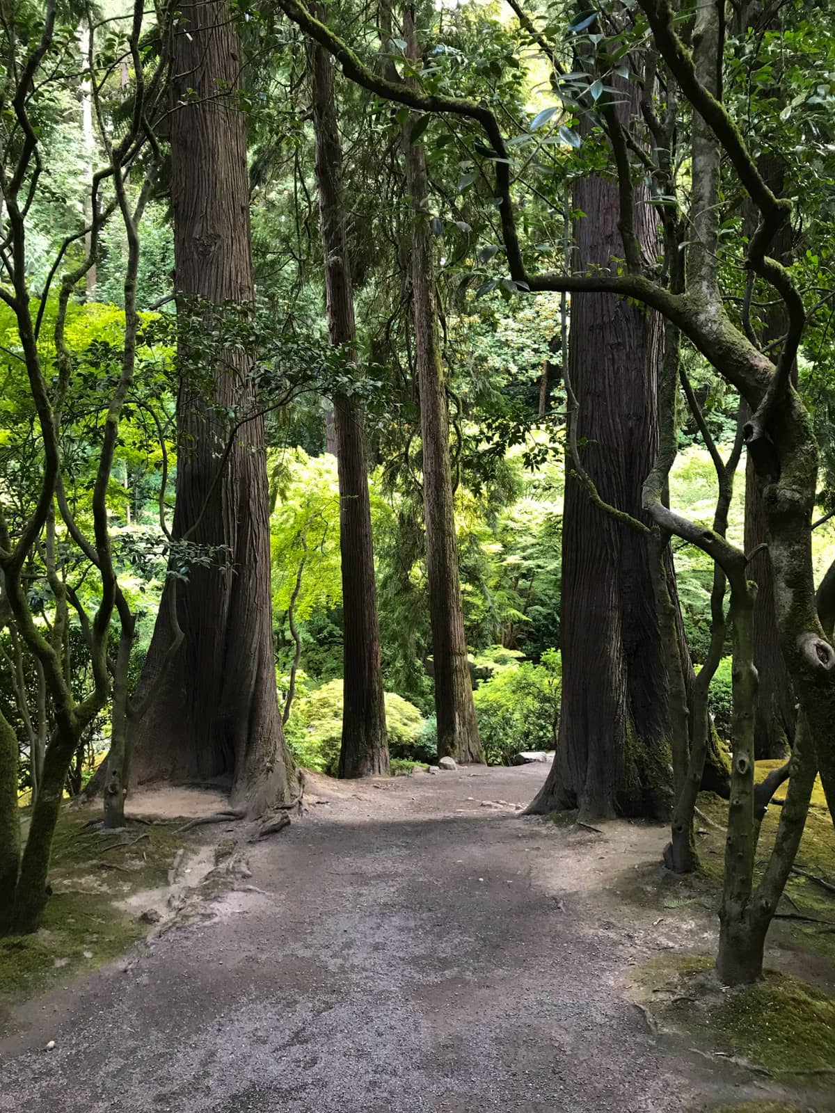 A path between the tall trunks of many trees, resembling a forest