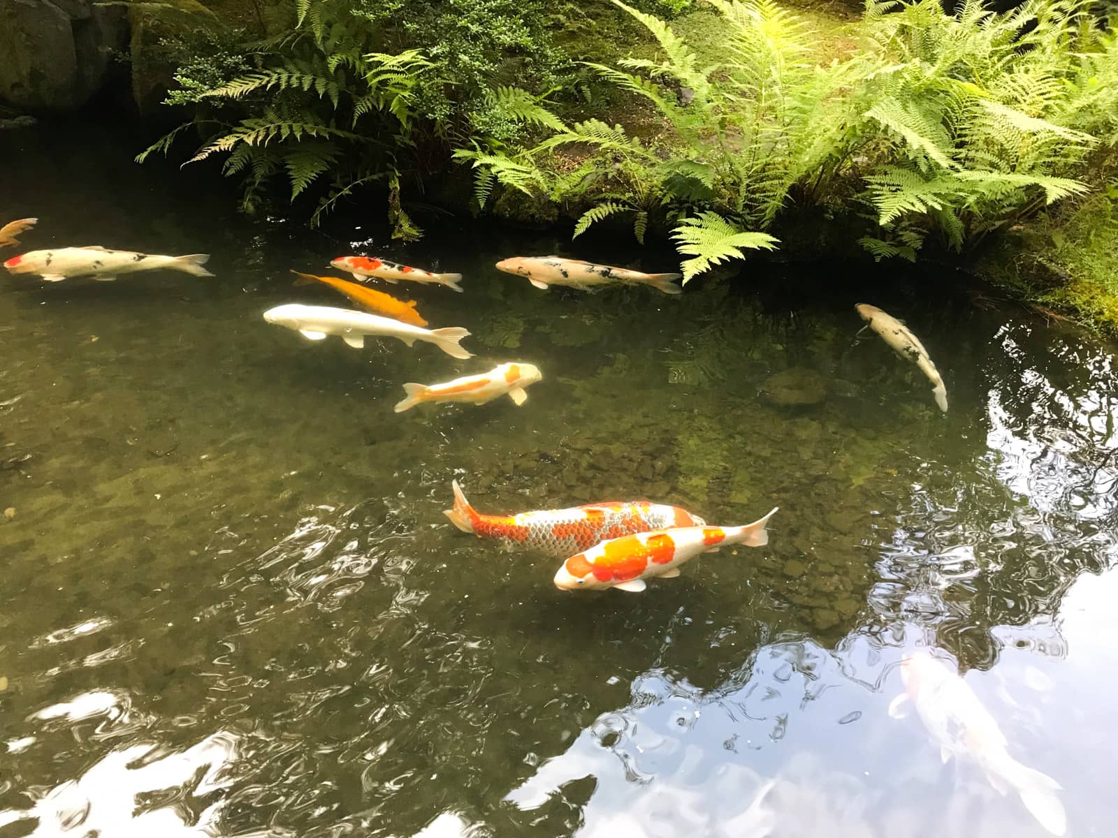 Orange and white koi fish in a pond with dark green-brown water