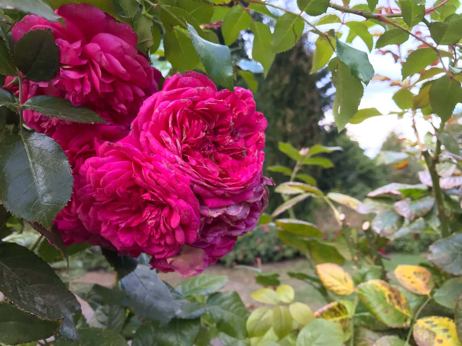 A close up of a group of pink roses