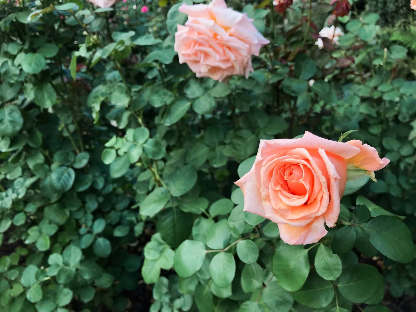 A close up of a couple of peach roses, among a green leafy bush