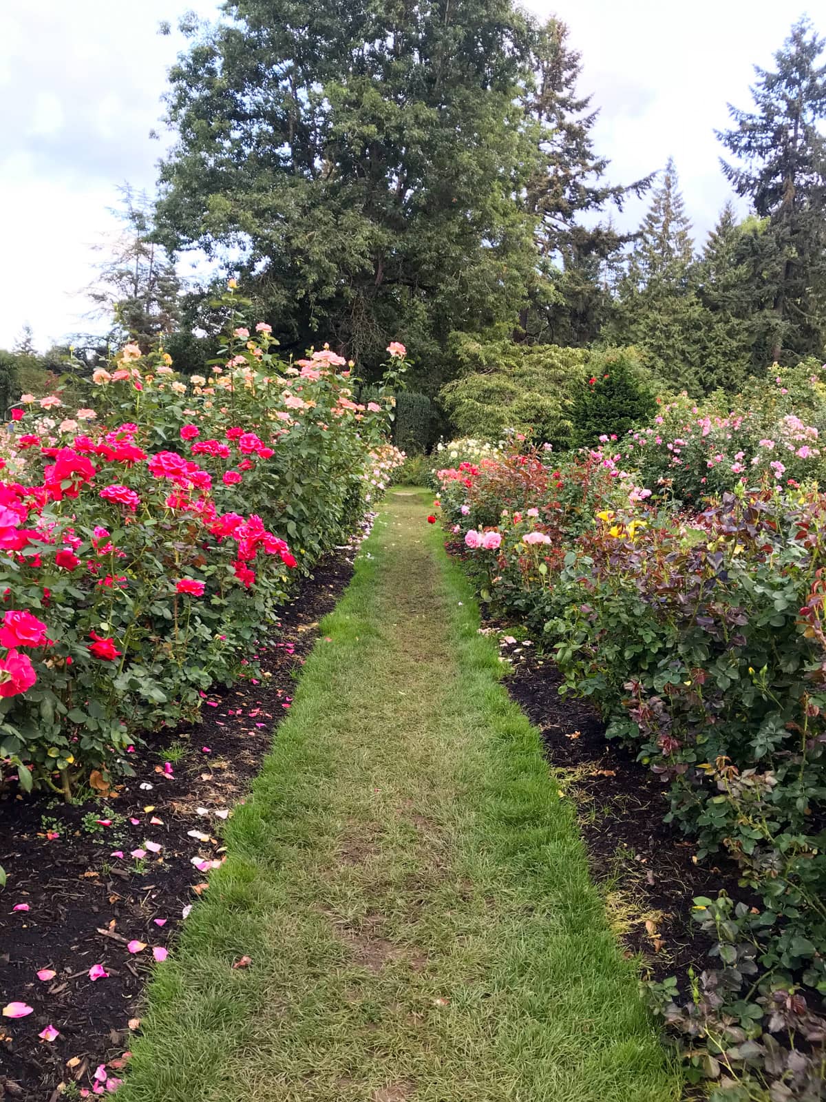 A grassy path going between two plots of rose bushes