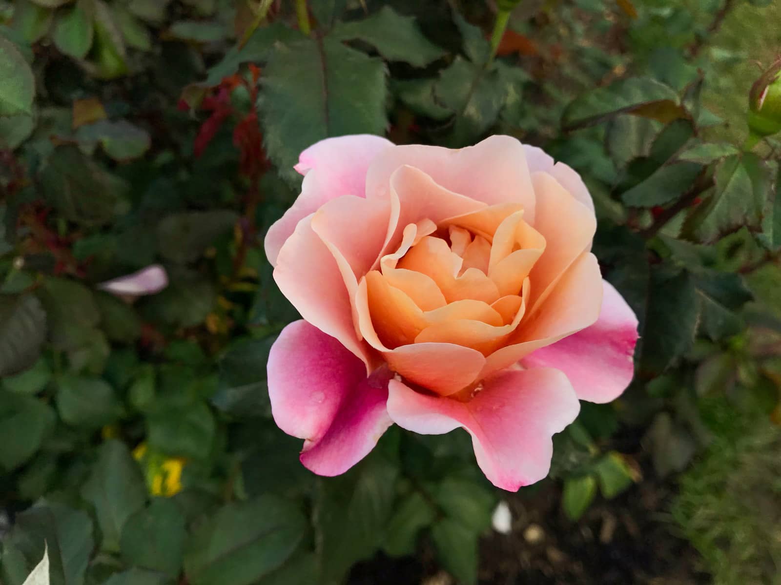 A close-up of a light pink rose with a light peach colour towards the centre