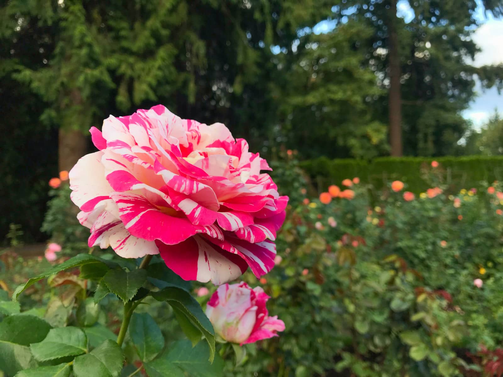 A close-up of a pink and white rose with a pattern resemblig paint streaks.